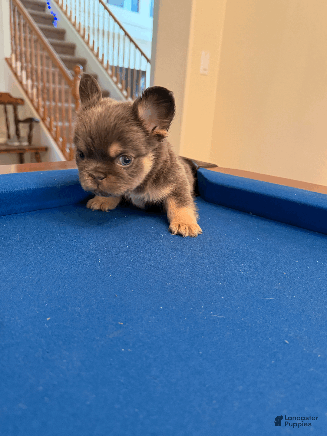 French Bulldog dogs for sale: French Bulldog Puppy 1 - Ad 2