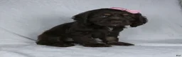 Cocker Spaniel dogs for sale: Mickey - Ad 3