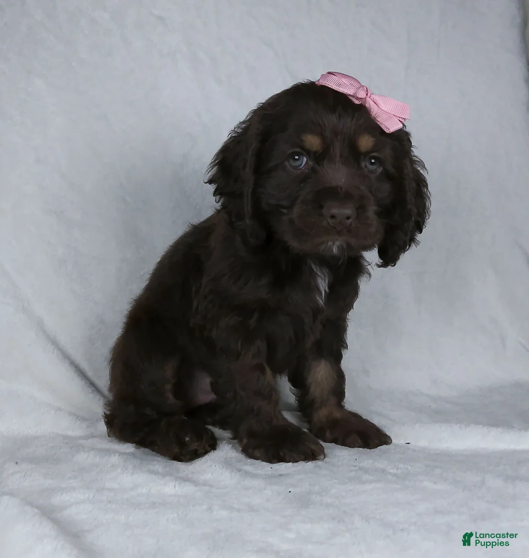 Cocker Spaniel dogs for sale: Mickey - Ad 3