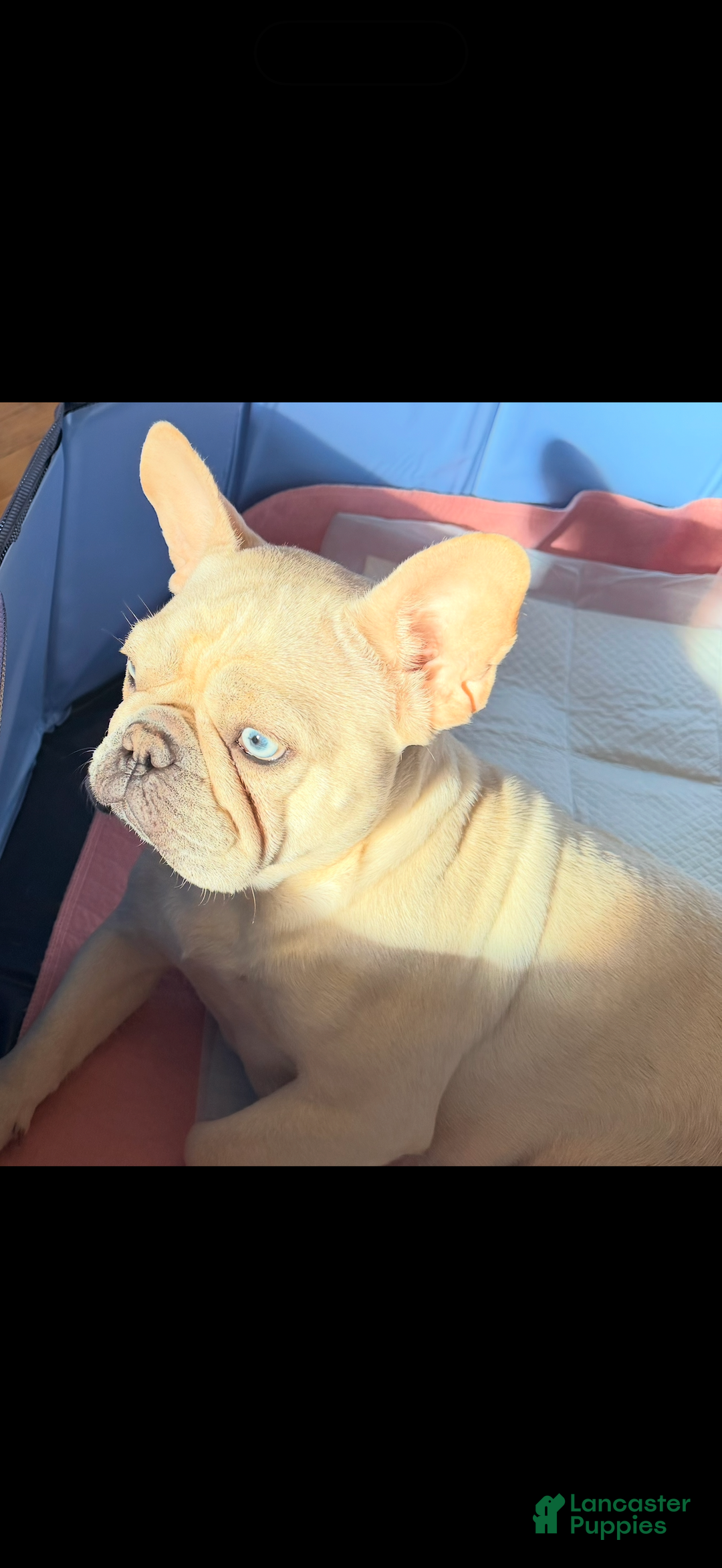 French Bulldog dogs for sale: Isabella - Ad 6