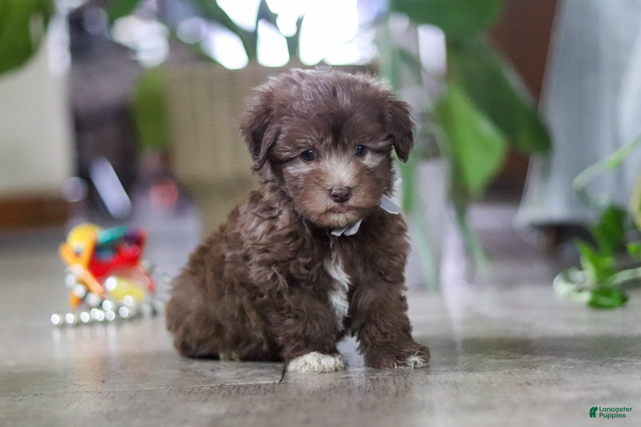 Havanese dogs for sale: Benji - Ad 4