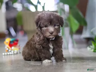 Havanese dogs for sale: Benji - Ad 4