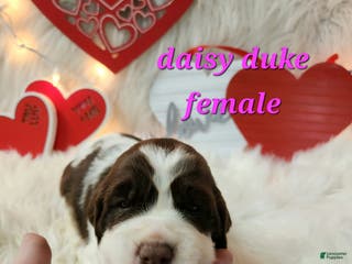 English Springer Spaniel dogs Daisy Duke - Ad 11