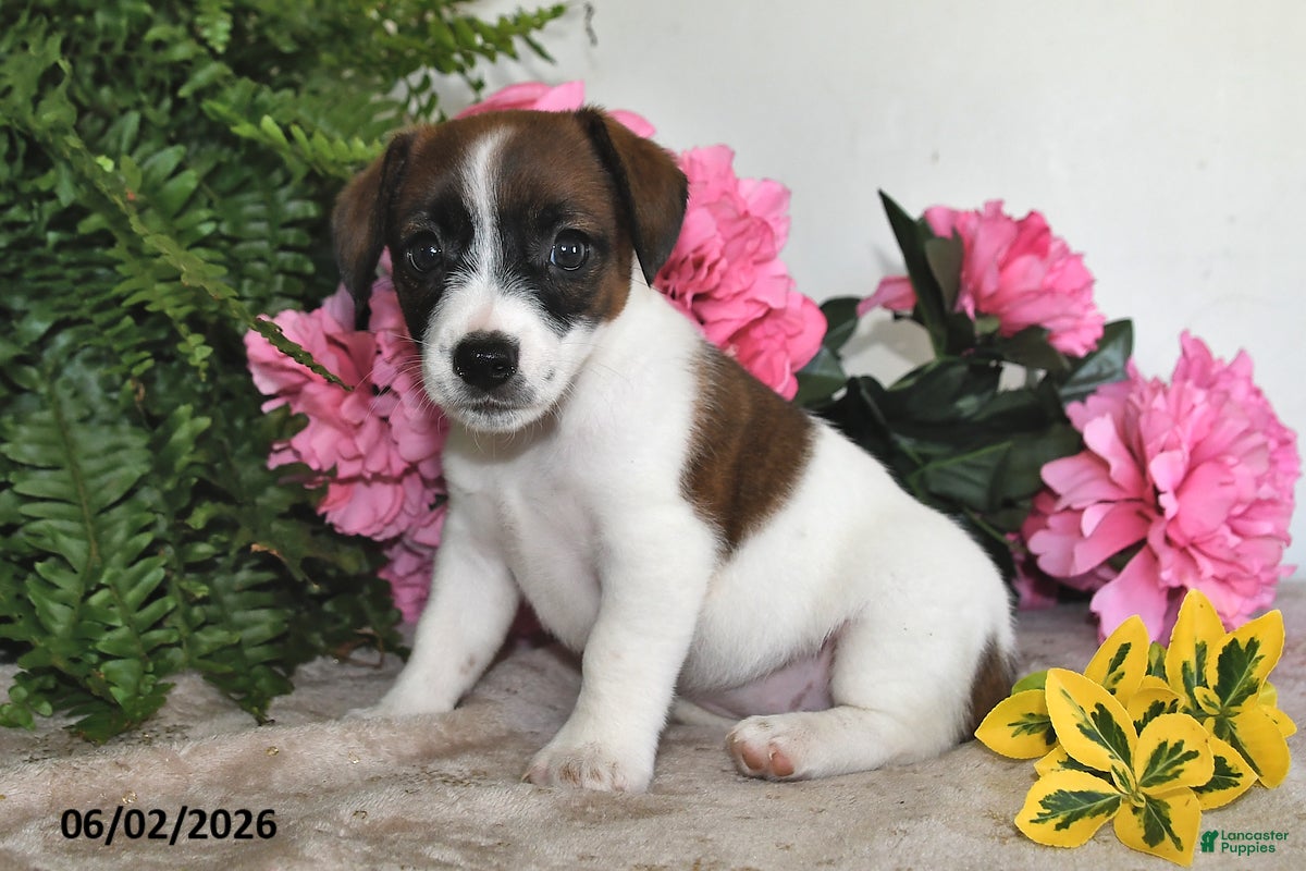 Jack Russell Terrier dogs for sale: Lilly - Ad 2