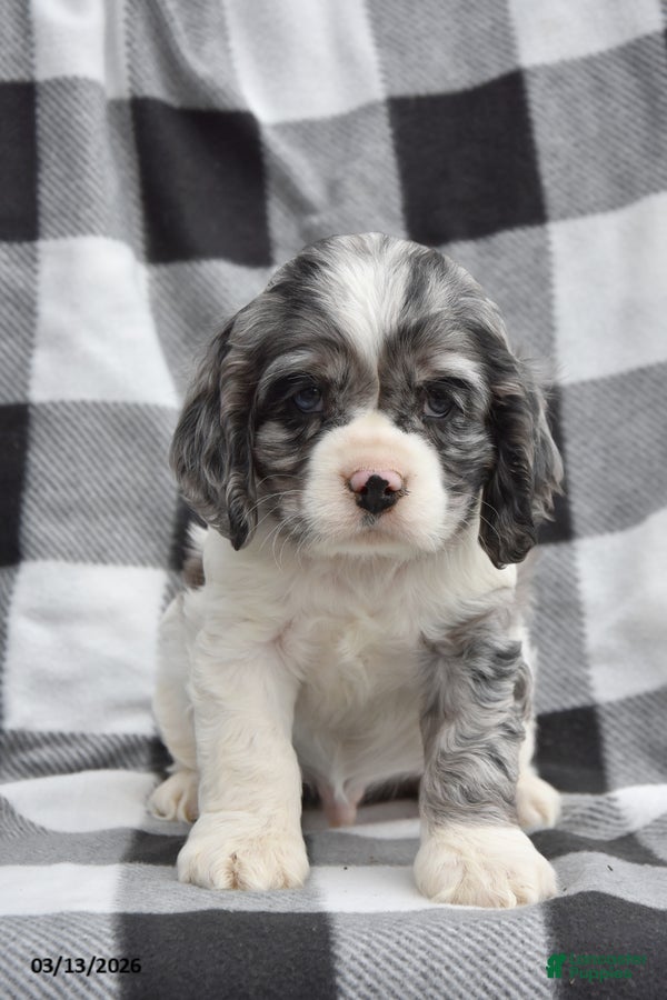 Cocker Spaniel dogs Leo - Ad 1