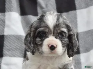 Cocker Spaniel dogs for sale: Leo - Ad 4