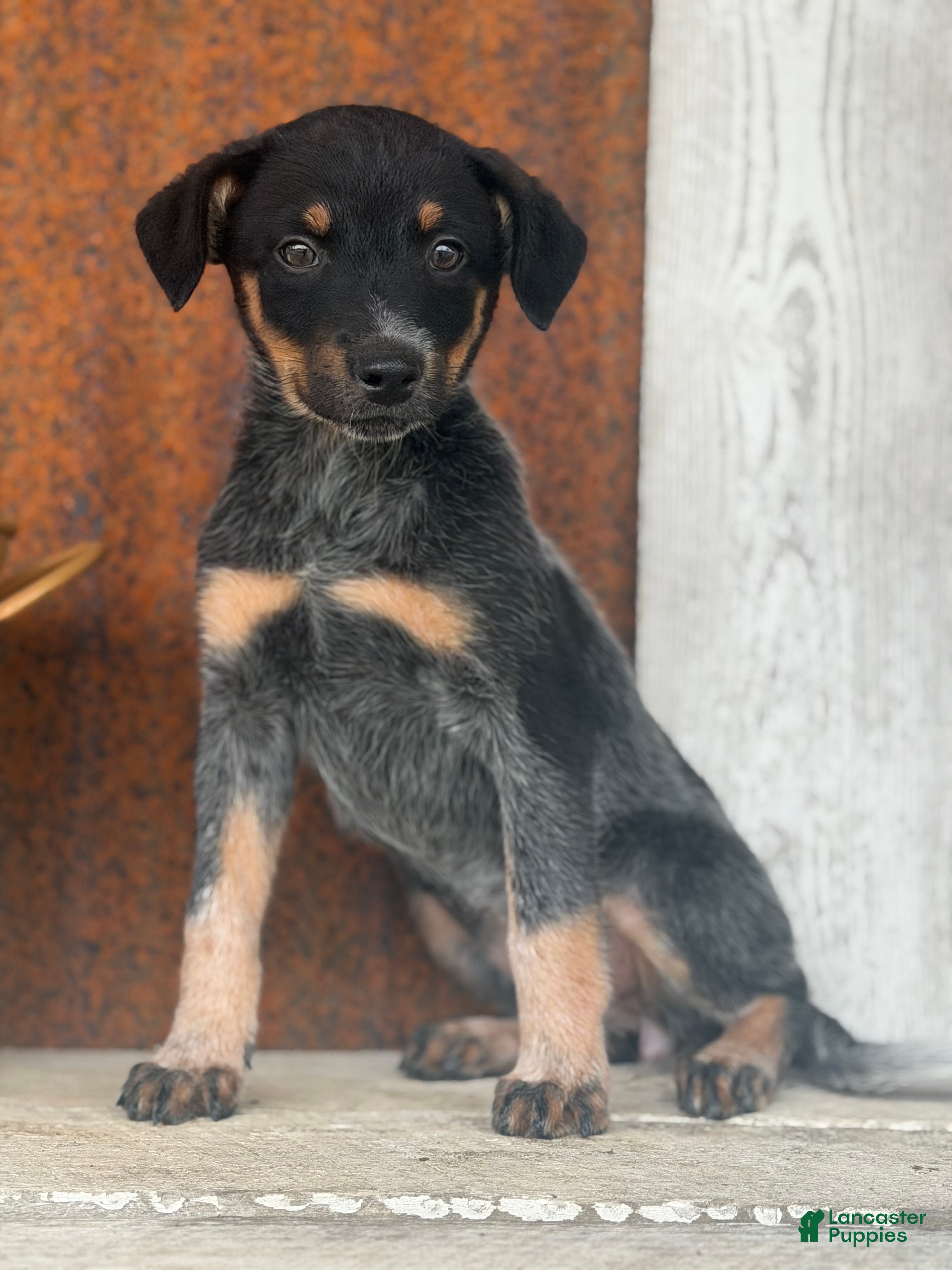 Australian Cattle Dog dogs Dixie Ann  - Ad 2