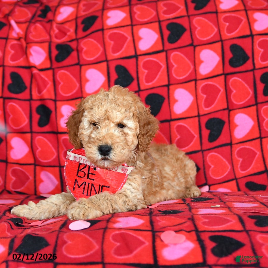 Mini Goldendoodle dogs Ford - Ad 2