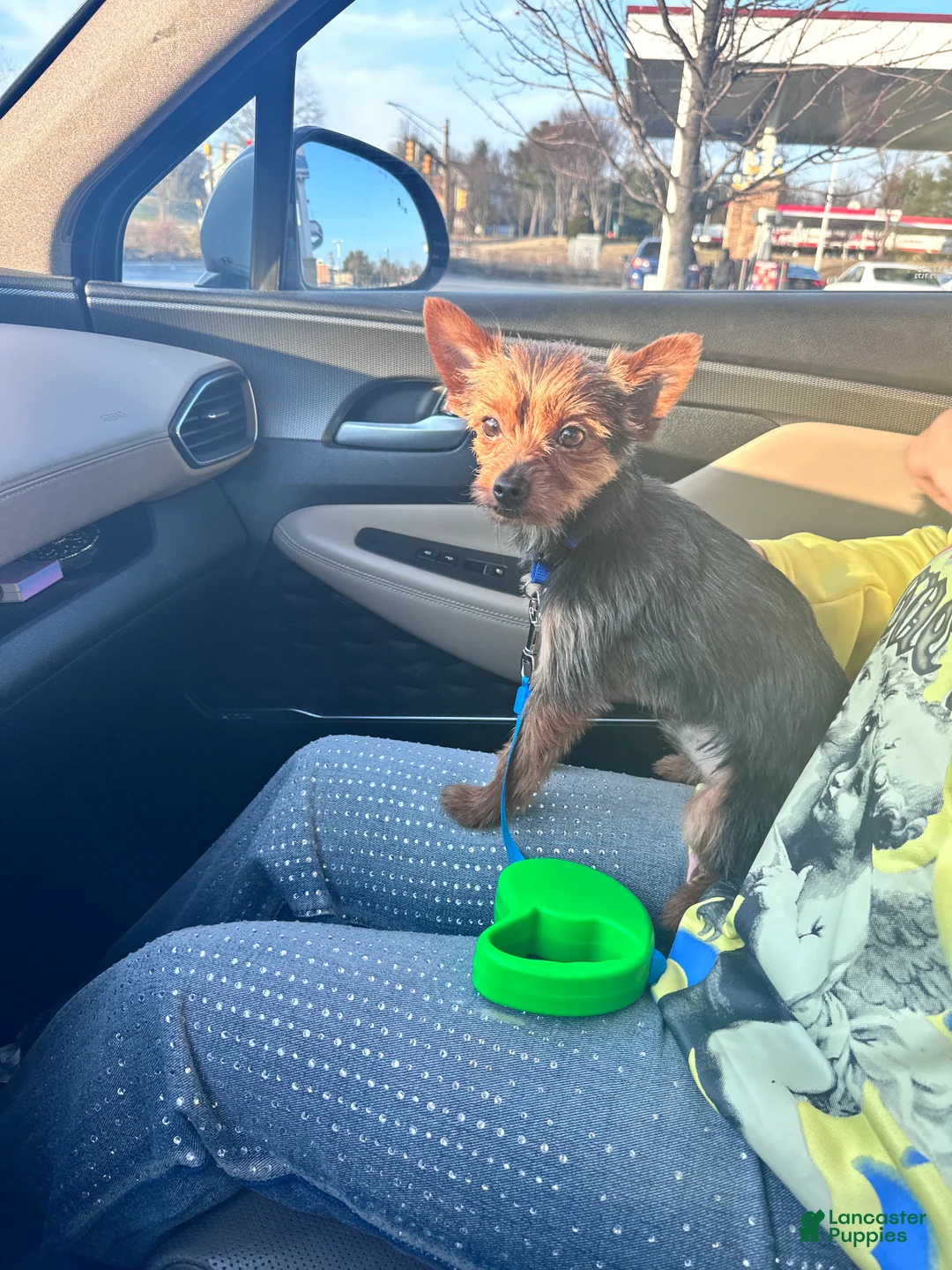 Chorkie dogs for sale: Royal - Ad 2