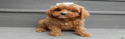 Cavapoo dogs for sale: Callie - Ad 5