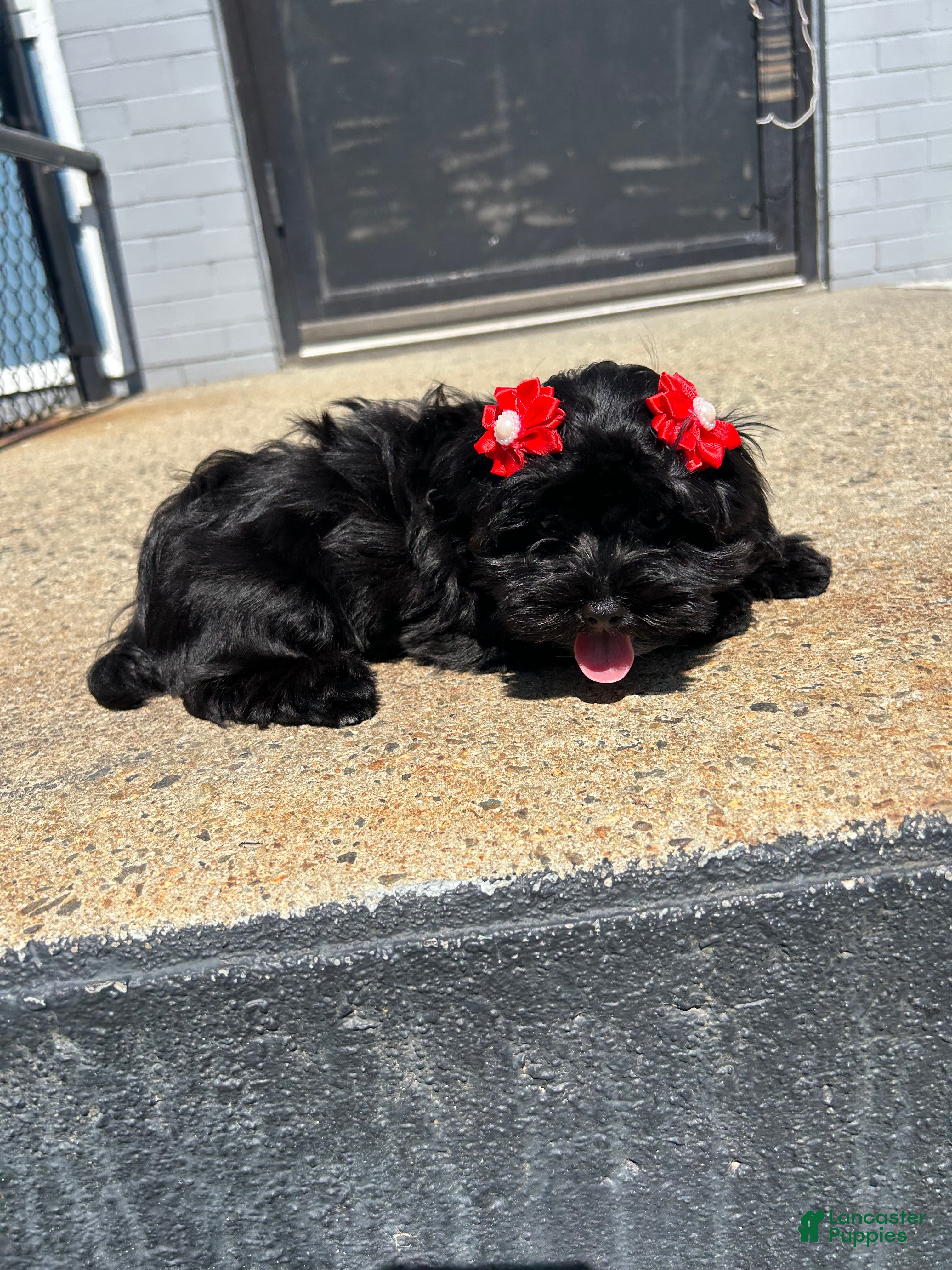 Yorkiepoo dogs Yorkiepoo 2 - Ad 2