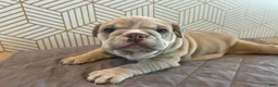 English Bulldog dogs for sale: Lola - Ad 7