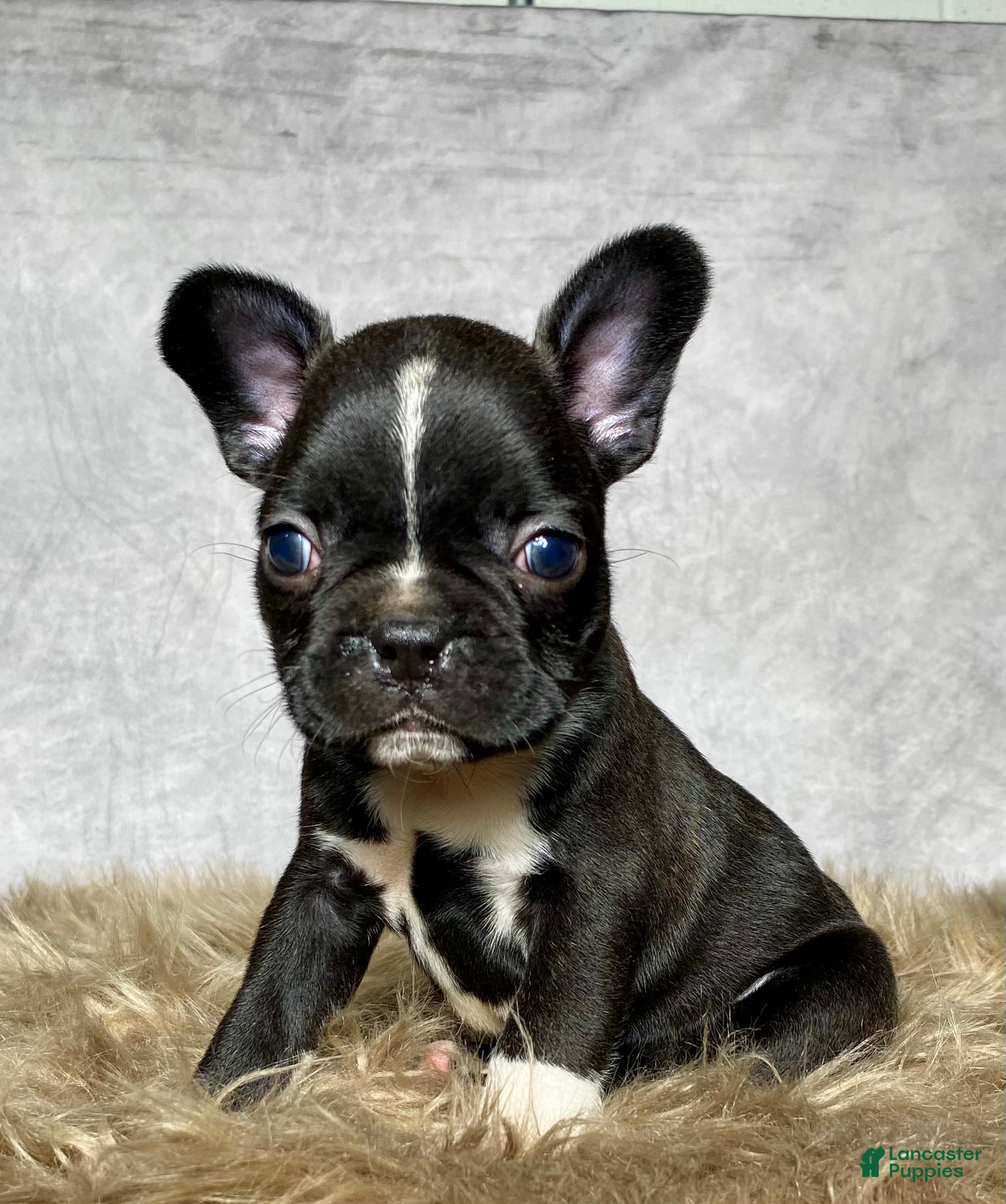 Mixed Breed dogs Mr. Theo - Ad 1