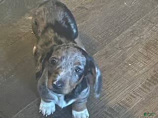 Dachshund dogs Luna - Ad 34