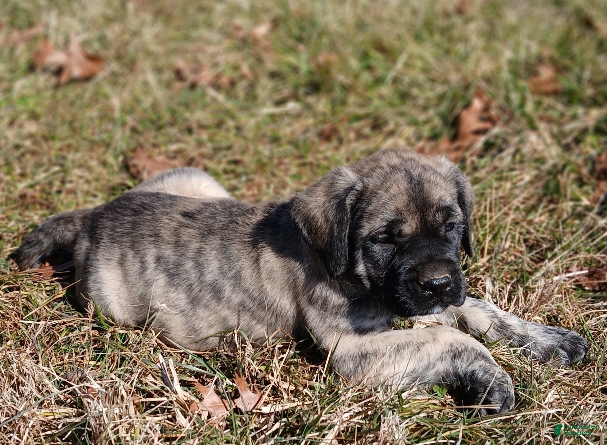English Mastiff dogs English Mastiff Puppy 3 - Ad 1