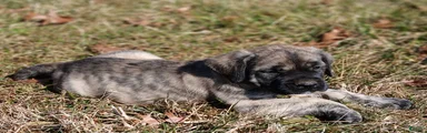 English Mastiff Puppy 3
