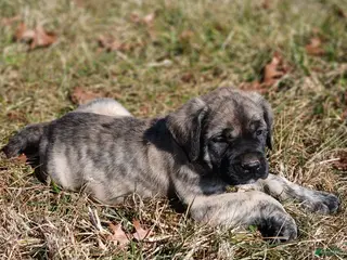 English Mastiff dogs for sale: English Mastiff Puppy 3 - Ad 3