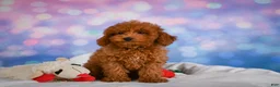 Miniature Poodle dogs for sale: Jamon - Ad 9