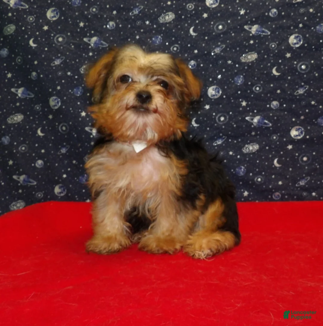 Yorkiepoo dogs for sale: Fiona - Ad 1