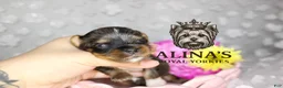 Yorkshire Terrier dogs for sale: Sven - Ad 1