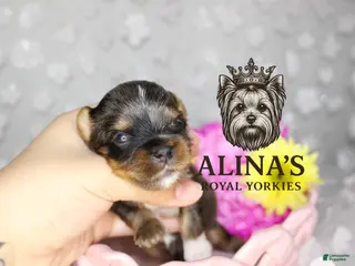 Yorkshire Terrier dogs for sale: Sven - Ad 3