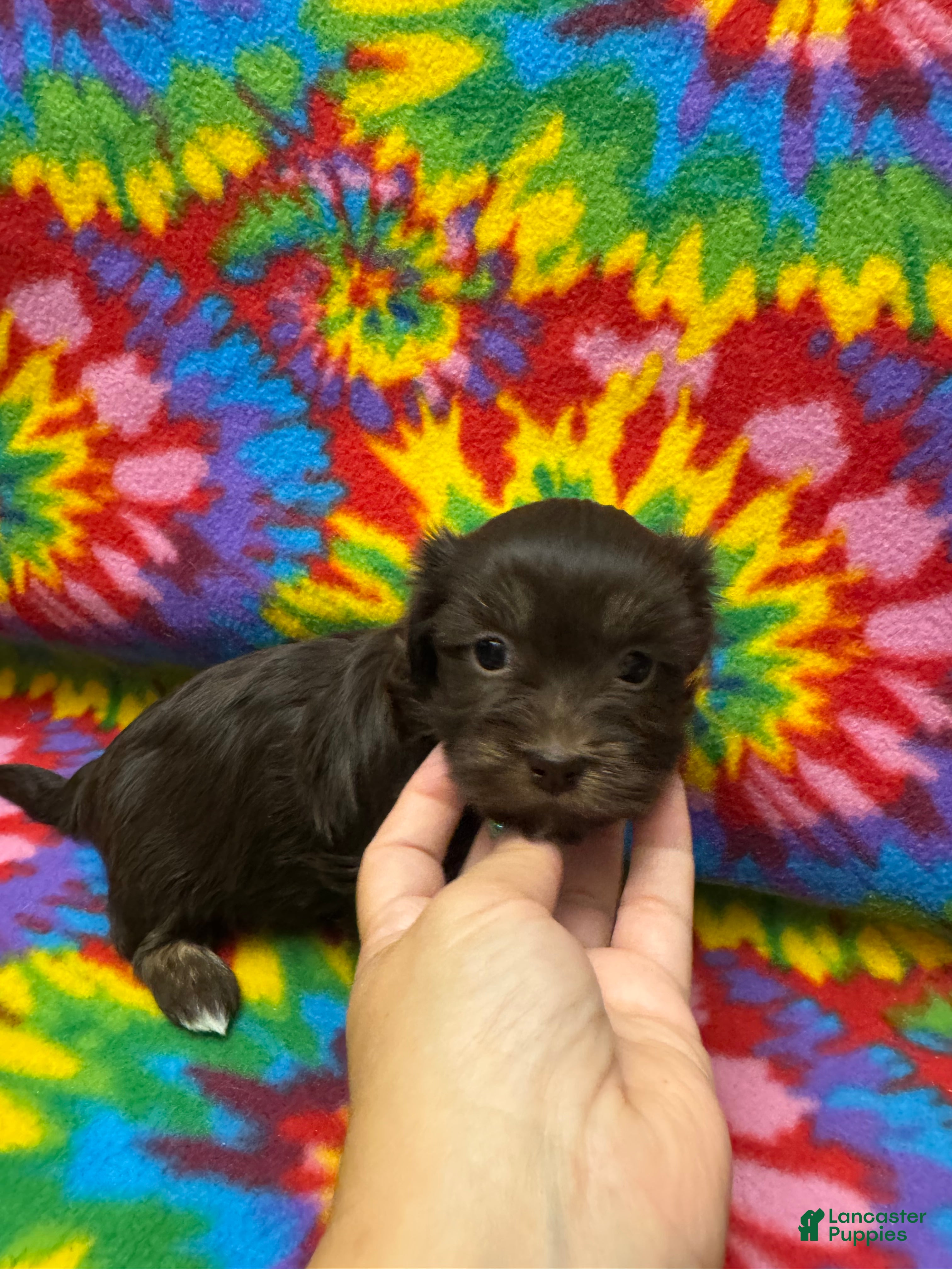 Havanese dogs Betsy - Ad 2