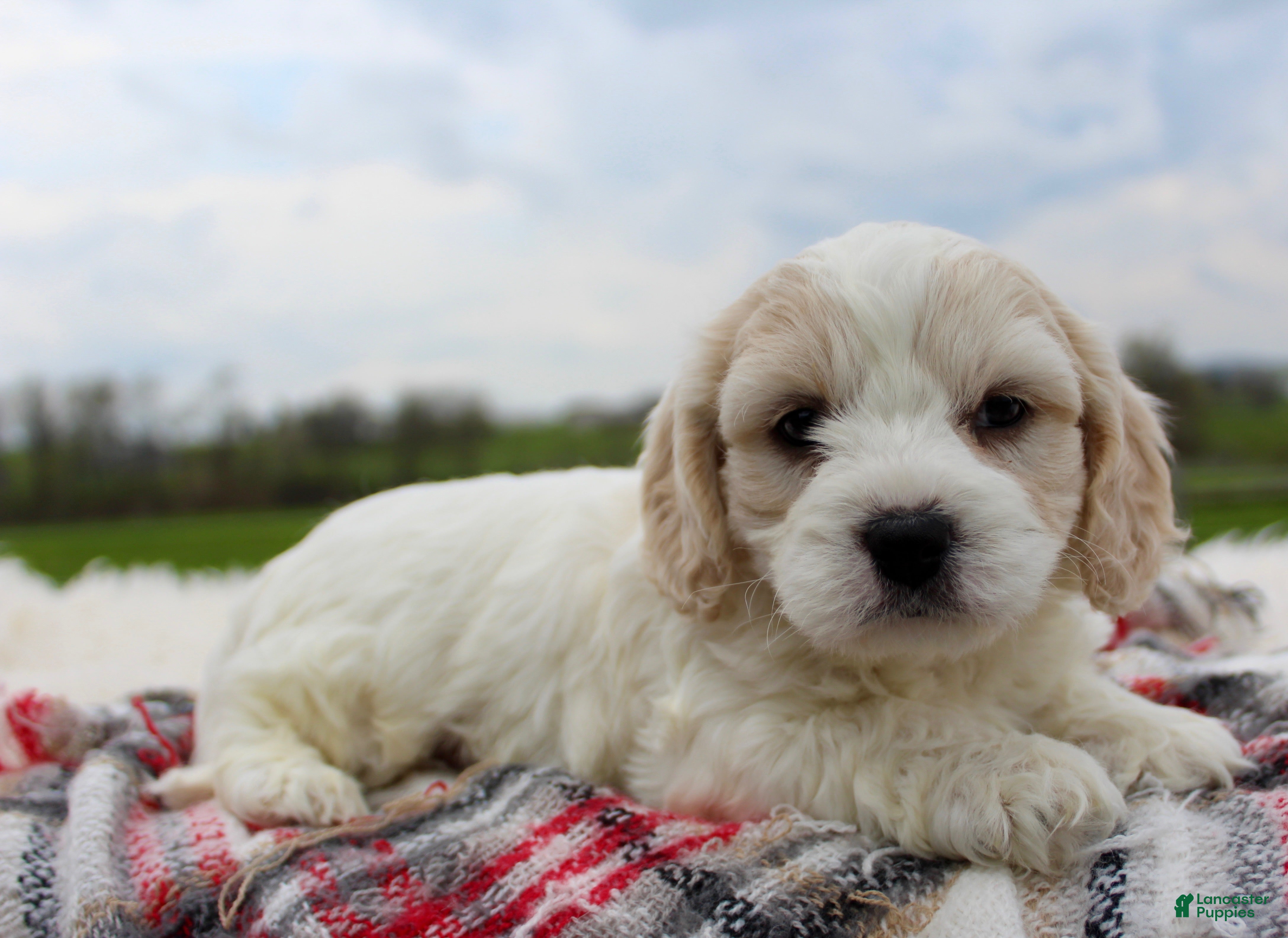 Cavachon dogs Cavachon Boy 3 - Ad 1