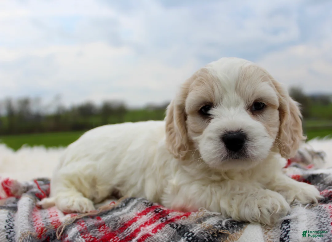 Cavachon dogs for sale: Cavachon Boy 3 - Ad 1