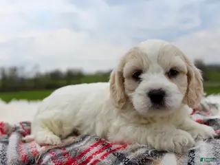 Cavachon dogs Cavachon Boy 3 - Ad 1