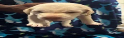 Labrador Retriever dogs for sale: Alvin (red)  - Ad 3