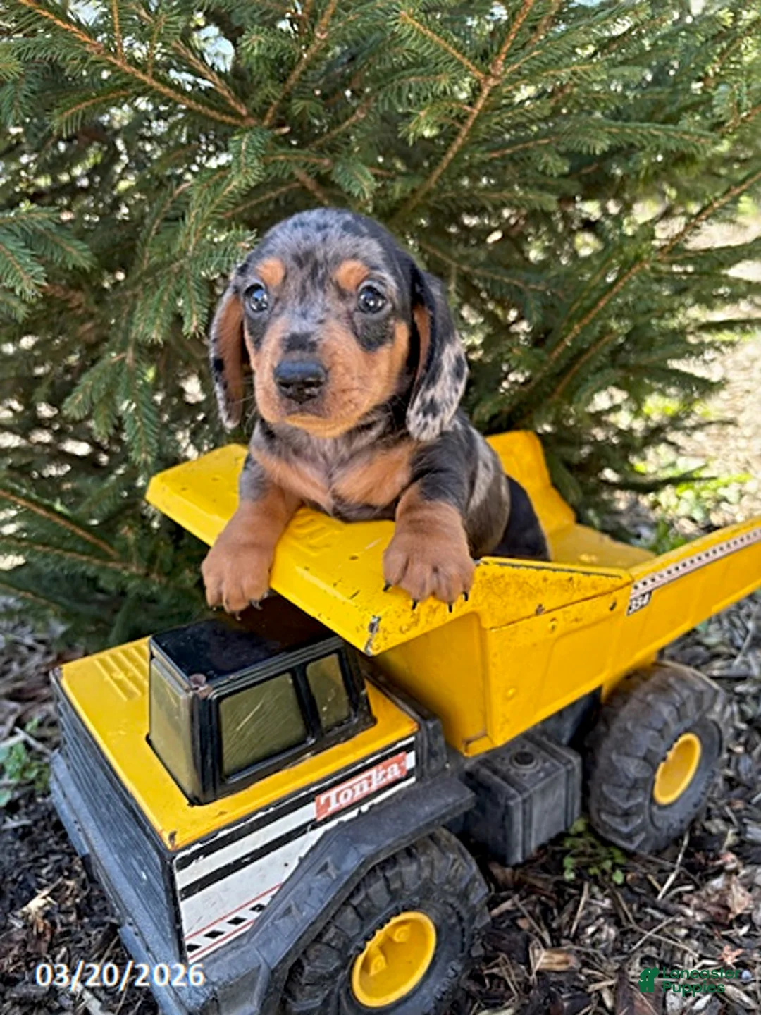 Dachshund dogs for sale: Thane - Ad 2