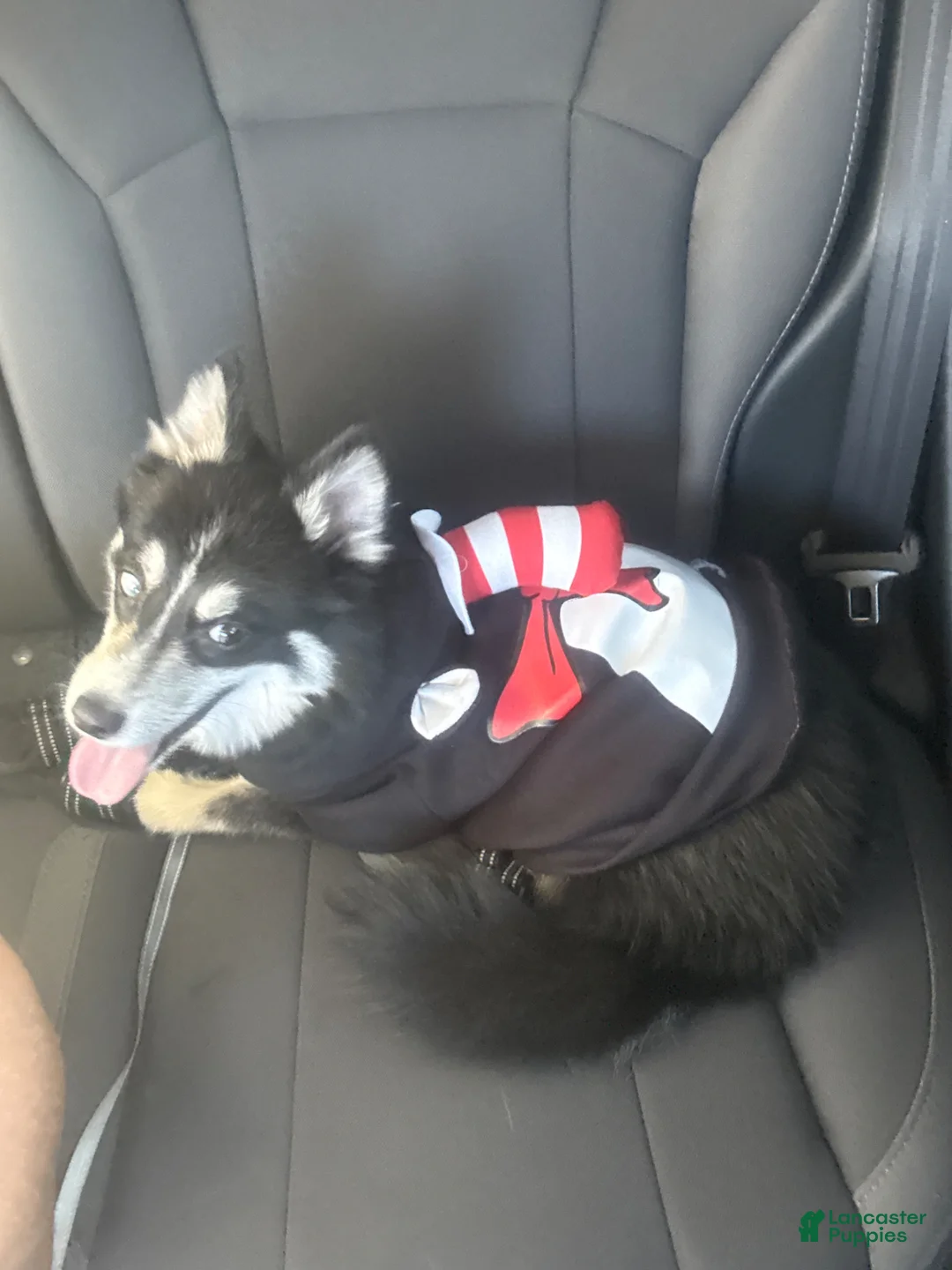Pomsky dogs for sale: Pomsky Puppy 1 - Ad 2