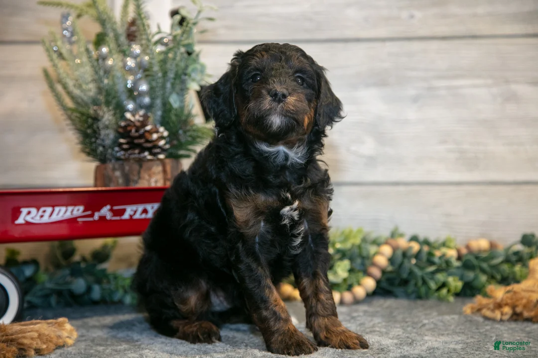 Mini Goldendoodle dogs for sale: Tuck - Ad 3