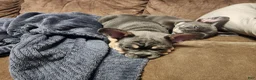 French Bulldog dogs for sale: Willie - Ad 3