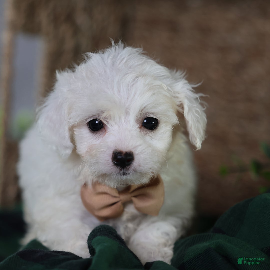 Teddy Bear dogs for sale: Jinko (Mini size) - Ad 6