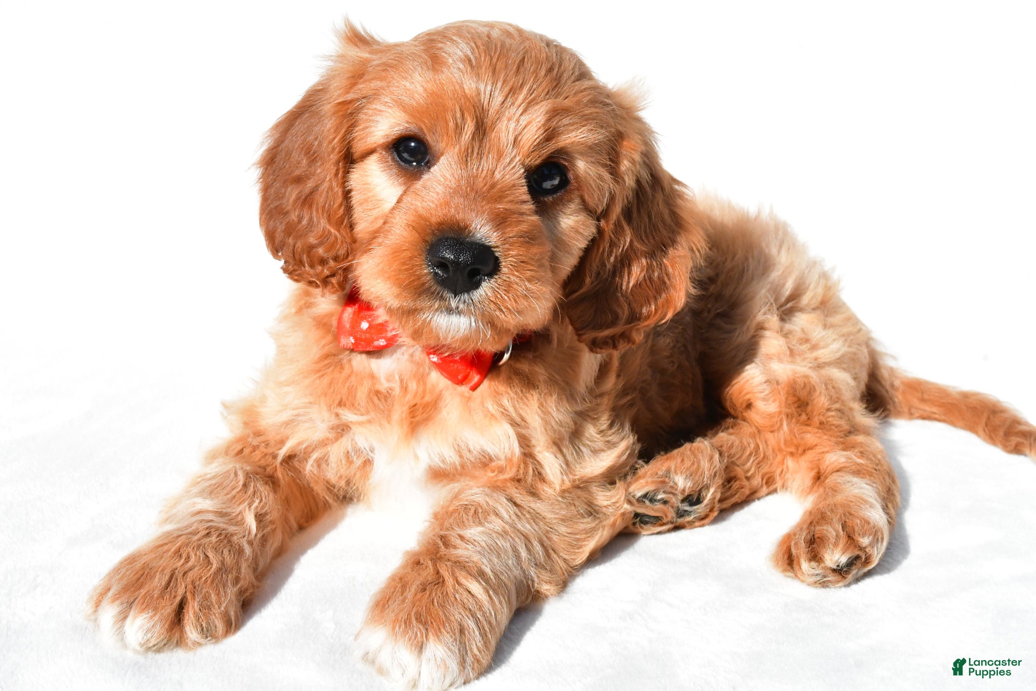 Cavapoo dogs Gabe - Ad 1