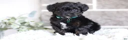 Yorkiepoo dogs for sale: Bentley - Ad 10