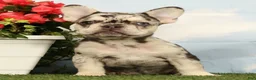 French Bulldog dogs for sale: Lindy - Ad 4