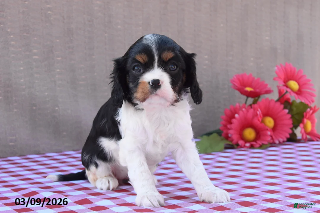 Cavalier King Charles Spaniel dogs for sale: Bella - Ad 1