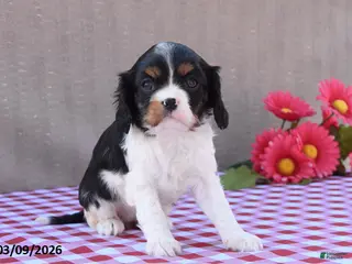 Cavalier King Charles Spaniel dogs for sale: Bella - Ad 1