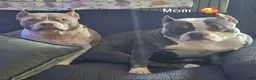 American Bully dogs for sale: ABKC Pocket Bully - Bongo  - Ad 7