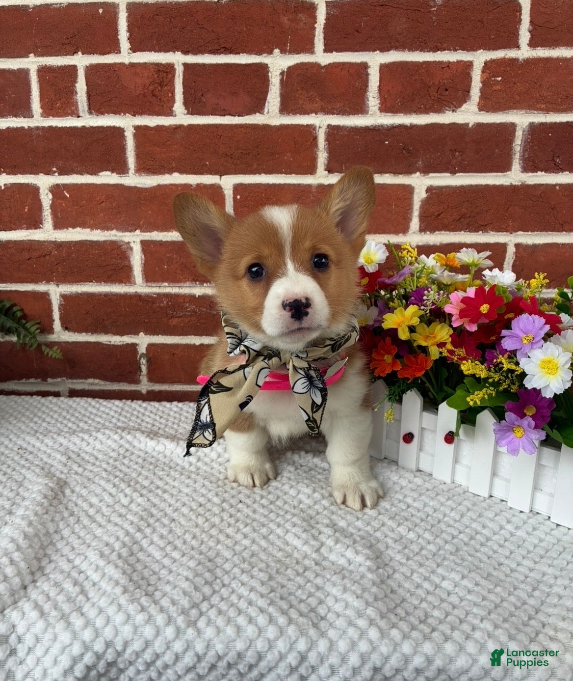 Welsh Corgi Pembroke dogs Bonnie - Ad 2