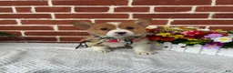 Welsh Corgi Pembroke dogs for sale: Bonnie - Ad 2