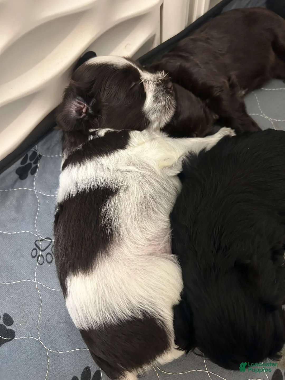 Miniature Schnauzer dogs for sale: Miniature Schnauzer 5 - Ad 1