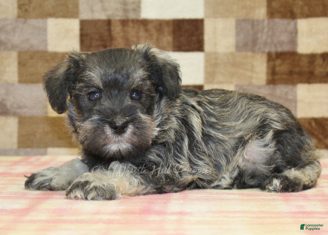 Miniature Schnauzer dogs for sale: Willow - Ad 11