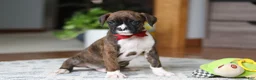 Boxer dogs for sale: Tyson - Ad 4