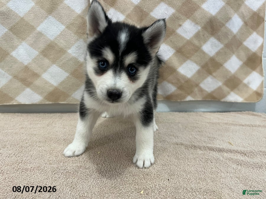Pomsky dogs Pluto - Ad 2