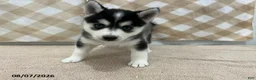 Pomsky dogs for sale: Pluto - Ad 2