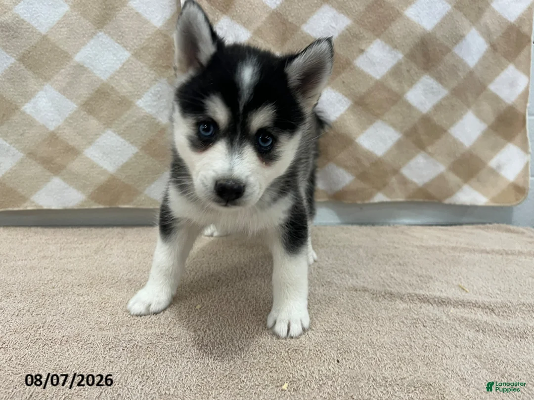 Pomsky dogs for sale: Pluto - Ad 2