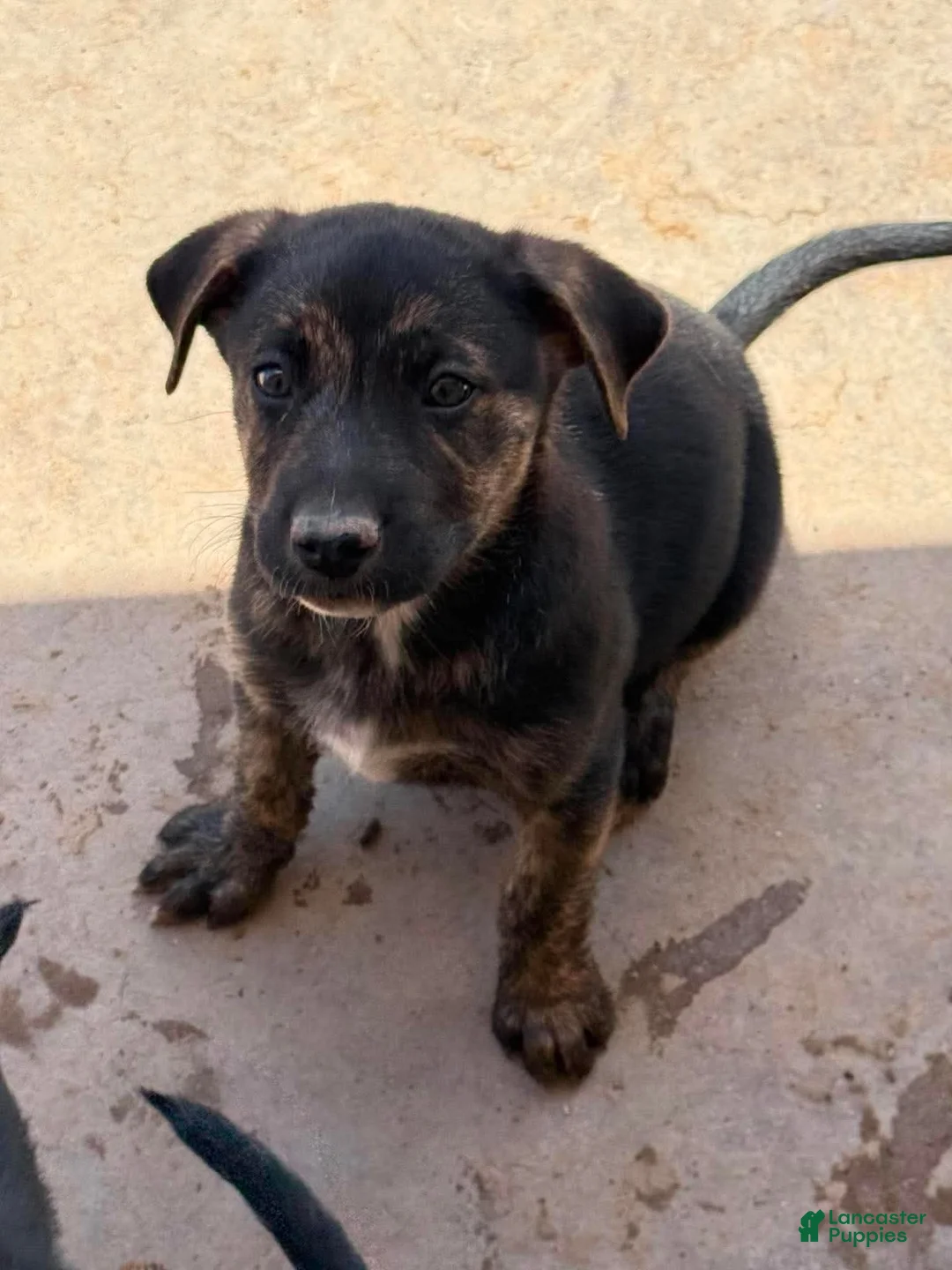 Mixed Breed dogs for sale:  Gizmo - Ad 1